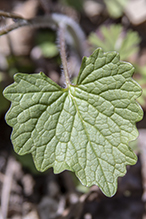 garlic mustard