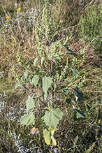 giant sumpweed