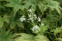 glade mallow