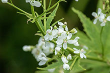 glade mallow