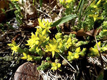 goldmoss stonecrop