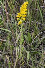 gray goldenrod