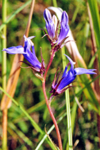 great blue lobelia (var. ludoviciana)