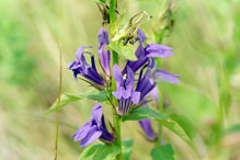 great blue lobelia (var. siphilitica)
