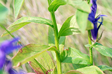 great blue lobelia (var. siphilitica)