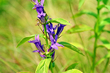 great blue lobelia (var. siphilitica)