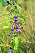 great blue lobelia (var. siphilitica)