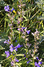 great blue lobelia (var. siphilitica)