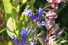 great blue lobelia (var. siphilitica)