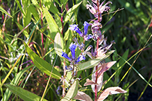 great blue lobelia (var. siphilitica)