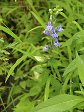 great blue lobelia (var. siphilitica)