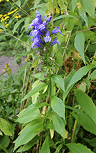 great blue lobelia (var. siphilitica)