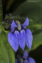 great blue lobelia (var. siphilitica)
