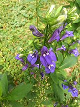 great blue lobelia (var. siphilitica)