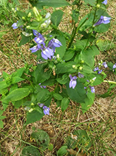 great blue lobelia (var. siphilitica)