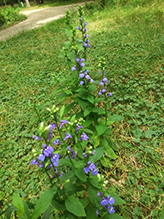 great blue lobelia (var. siphilitica)