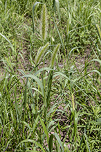 green foxtail (var. viridis)