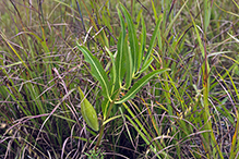 green milkweed
