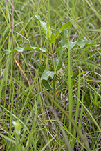 green milkweed