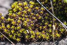 grimmia dry rock moss
