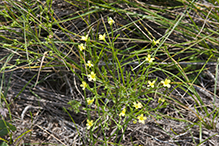 grooved yellow flax