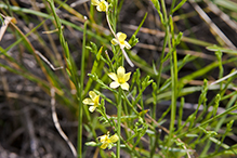 grooved yellow flax