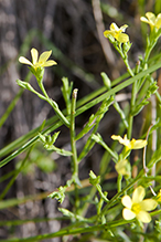 grooved yellow flax