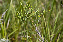 grooved yellow flax