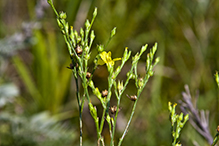 grooved yellow flax