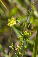 grooved yellow flax