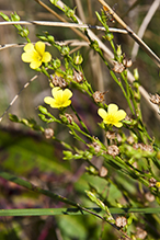 grooved yellow flax