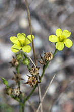 grooved yellow flax