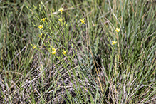 grooved yellow flax