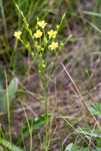 grooved yellow flax