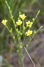 grooved yellow flax