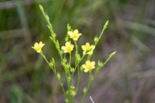 grooved yellow flax