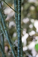 hairy-stem gooseberry