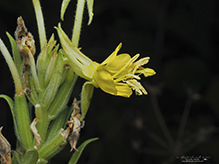 hairy evening primrose (ssp. villosa)