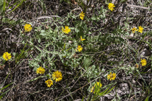 hairy false goldenaster (var. villosa)