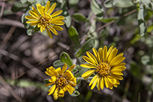 hairy false goldenaster (var. villosa)