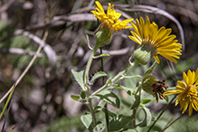 hairy false goldenaster (var. villosa)