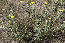 hairy false goldenaster (var. villosa)