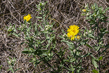 hairy false goldenaster (var. villosa)