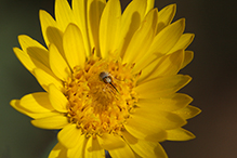 hairy false goldenaster