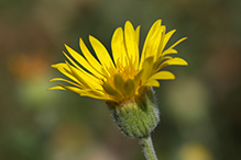 hairy false goldenaster