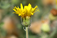 hairy false goldenaster