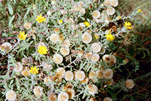 hairy false goldenaster