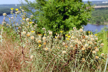 hairy false goldenaster