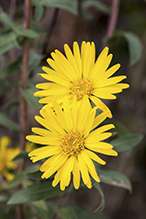 hairy false goldenaster