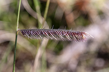 hairy grama